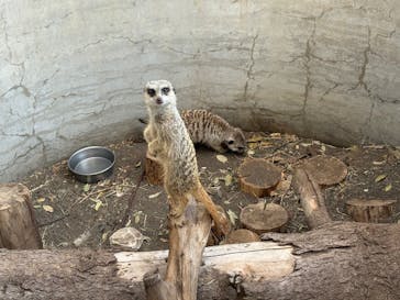 群馬サファリパークに投稿された画像（2025/5/5）