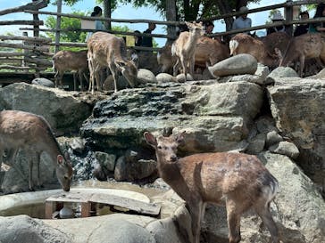 群馬サファリパークに投稿された画像（2025/5/5）