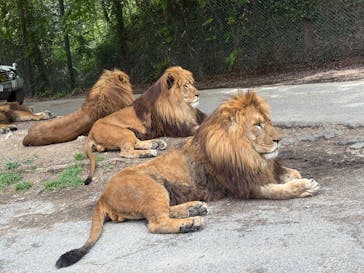 群馬サファリパークに投稿された画像（2025/5/5）