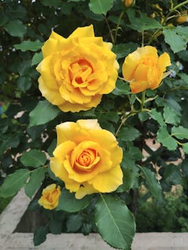 京成バラ園に投稿された画像（2025/5/5）