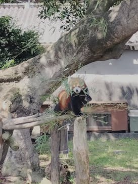 熱川バナナワニ園に投稿された画像（2025/5/5）