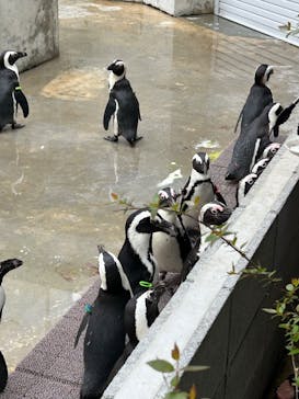 霞ケ浦 どうぶつとみんなのいえに投稿された画像（2025/5/5）