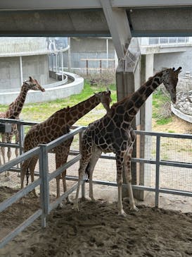 霞ケ浦 どうぶつとみんなのいえに投稿された画像（2025/5/5）