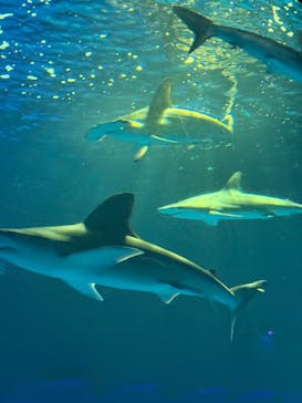 島根県立 しまね海洋館に投稿された画像（2025/5/5）