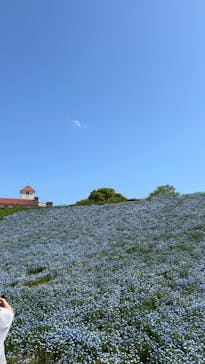 こうべアグリパークネモフィラの丘2025に投稿された画像（2025/5/5）