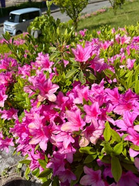 こうべアグリパークネモフィラの丘2025に投稿された画像（2025/5/5）