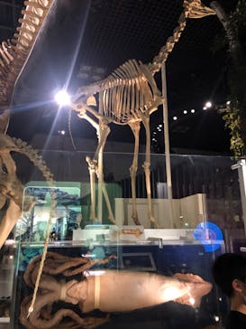 国立科学博物館に投稿された画像（2025/5/5）