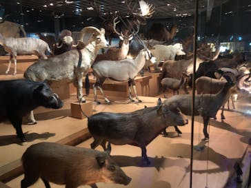 国立科学博物館に投稿された画像（2025/5/5）