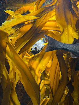 仙台うみの杜水族館に投稿された画像（2025/5/5）