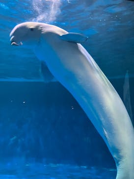 島根県立 しまね海洋館に投稿された画像（2025/5/5）