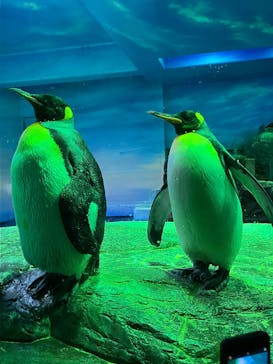 島根県立 しまね海洋館に投稿された画像（2025/5/5）