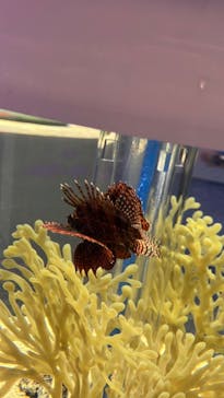 島根県立 しまね海洋館に投稿された画像（2025/5/5）