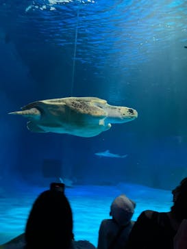 島根県立 しまね海洋館に投稿された画像（2025/5/5）