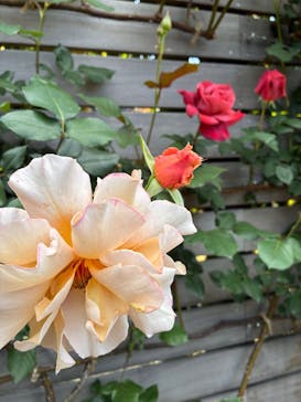 横浜イングリッシュガーデンに投稿された画像（2025/5/5）