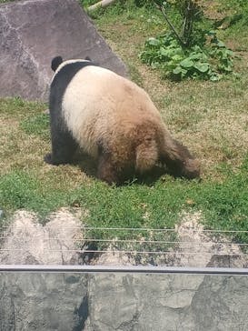 恩賜上野動物園に投稿された画像（2025/5/5）