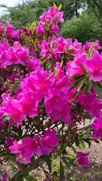 いばらきフラワーパークに投稿された画像（2025/5/5）