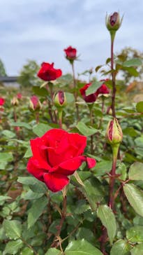 いばらきフラワーパークに投稿された画像（2025/5/5）