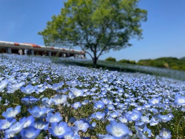 こうべアグリパークネモフィラの丘2025に投稿された画像（2025/5/5）