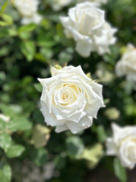 横浜イングリッシュガーデンに投稿された画像（2025/5/5）