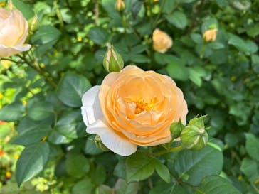 横浜イングリッシュガーデンに投稿された画像（2025/5/5）