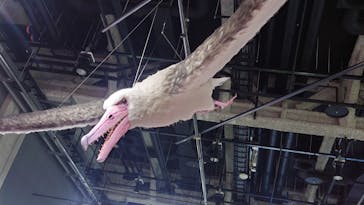 特別展「鳥～ゲノム解析が解き明かす新しい鳥類の系統～」に投稿された画像（2025/5/5）