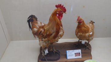 特別展「鳥～ゲノム解析が解き明かす新しい鳥類の系統～」に投稿された画像（2025/5/5）