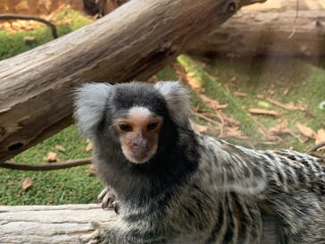 長崎バイオパークに投稿された画像（2025/5/5）