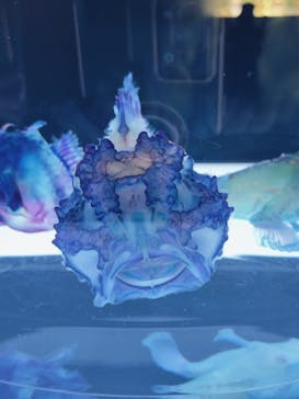 新世界『透明標本』展 ＠北九州市科学館に投稿された画像（2025/5/5）