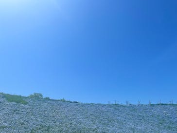 こうべアグリパークネモフィラの丘2025に投稿された画像（2025/5/5）