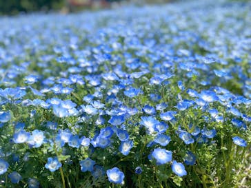 こうべアグリパークネモフィラの丘2025に投稿された画像（2025/5/5）