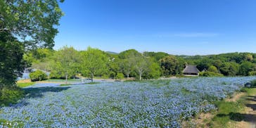 こうべアグリパークネモフィラの丘2025に投稿された画像（2025/5/5）