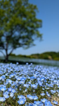 こうべアグリパークネモフィラの丘2025に投稿された画像（2025/5/5）