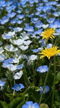 こうべアグリパークネモフィラの丘2025に投稿された画像（2025/5/5）