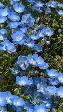 こうべアグリパークネモフィラの丘2025に投稿された画像（2025/5/5）