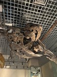 国立科学博物館に投稿された画像（2025/5/5）