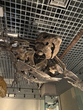 国立科学博物館に投稿された画像（2025/5/5）