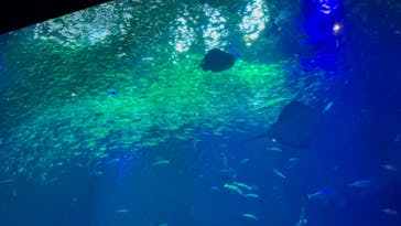 アクアワールド茨城県大洗水族館に投稿された画像（2025/5/5）