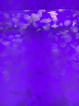 アクアワールド茨城県大洗水族館に投稿された画像（2025/5/5）