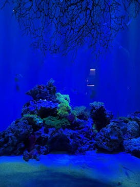 アクアワールド茨城県大洗水族館に投稿された画像（2025/5/5）