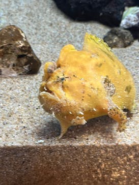 しながわ水族館に投稿された画像（2025/5/5）