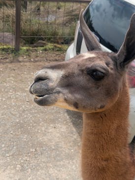 東北サファリパークに投稿された画像（2025/5/5）
