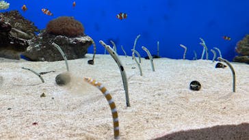 城崎マリンワールドに投稿された画像（2025/5/5）