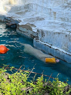 天王寺動物園に投稿された画像（2025/5/5）
