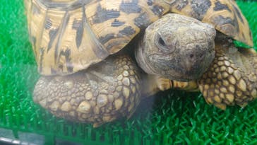 みんな大好き！！ペット王国に投稿された画像（2025/5/5）