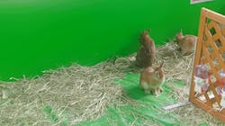 みんな大好き！！ペット王国に投稿された画像（2025/5/5）