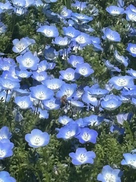 こうべアグリパークネモフィラの丘2025に投稿された画像（2025/5/5）