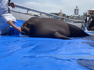 大分マリーンパレス水族館 「うみたまご」に投稿された画像（2025/5/5）