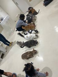 Cat Café MOFF アリオ倉敷店に投稿された画像（2025/5/5）