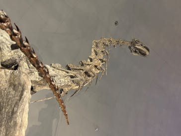 福井県立恐竜博物館に投稿された画像（2025/5/5）