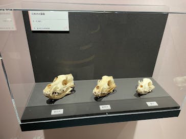 特別展「古代DNA－日本人のきた道」（国立科学博物館）に投稿された画像（2025/5/5）